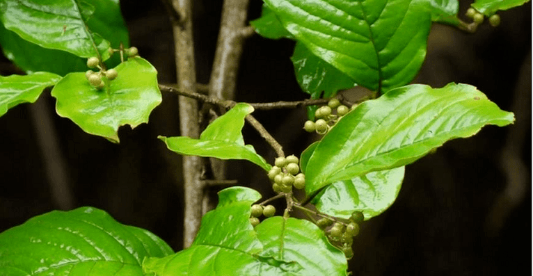 Αγιουρβεδικό βότανο Vidanga - ένα ισχυρό εργαλείο κατά των παρασίτων στα έντερα