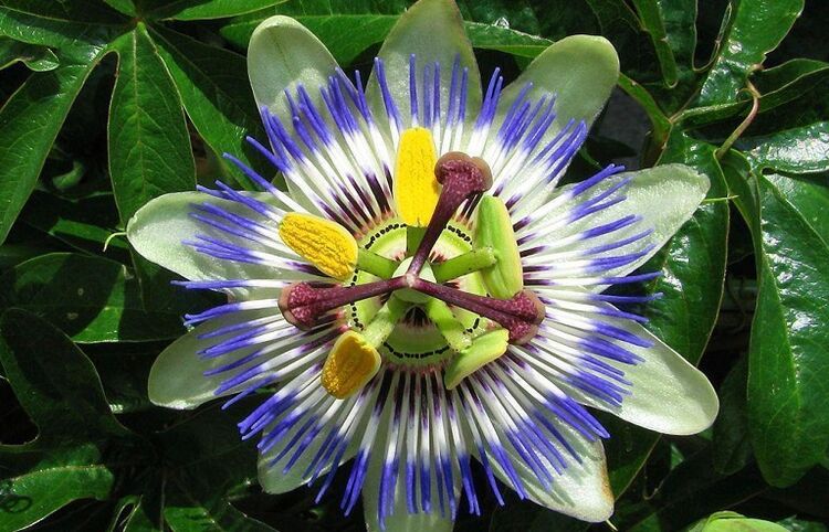 Το λουλούδι passionflower βοηθά στην καταπολέμηση των παρασίτων